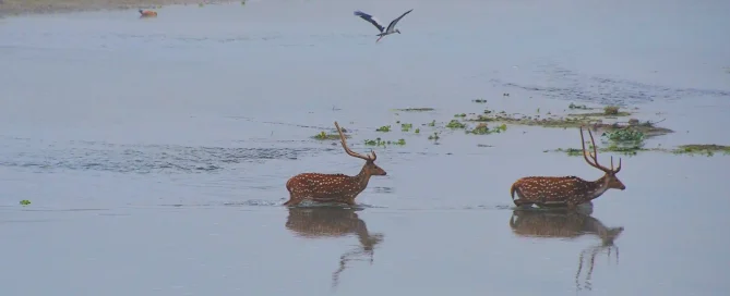 Deep Dive Into Chitwan Safari