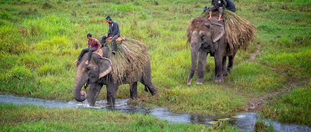 Chitwan national park