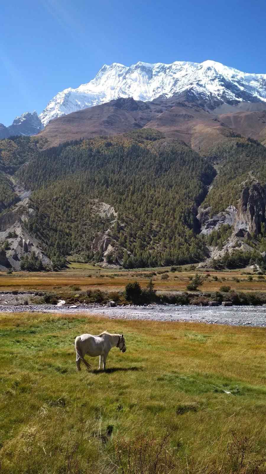 Annapurna-Circuit-Trek-via-Thorong-La-Pass-3