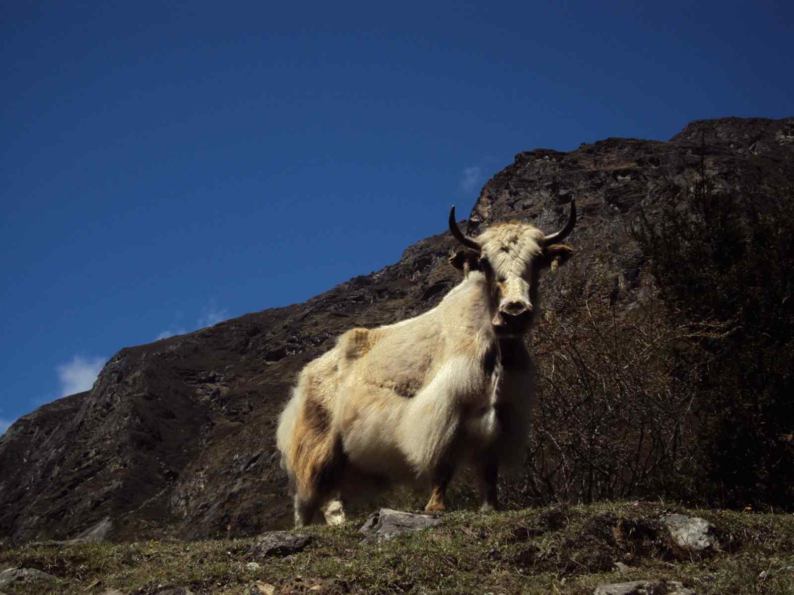 Kanchenjunga-Base-Camp-Trek-2