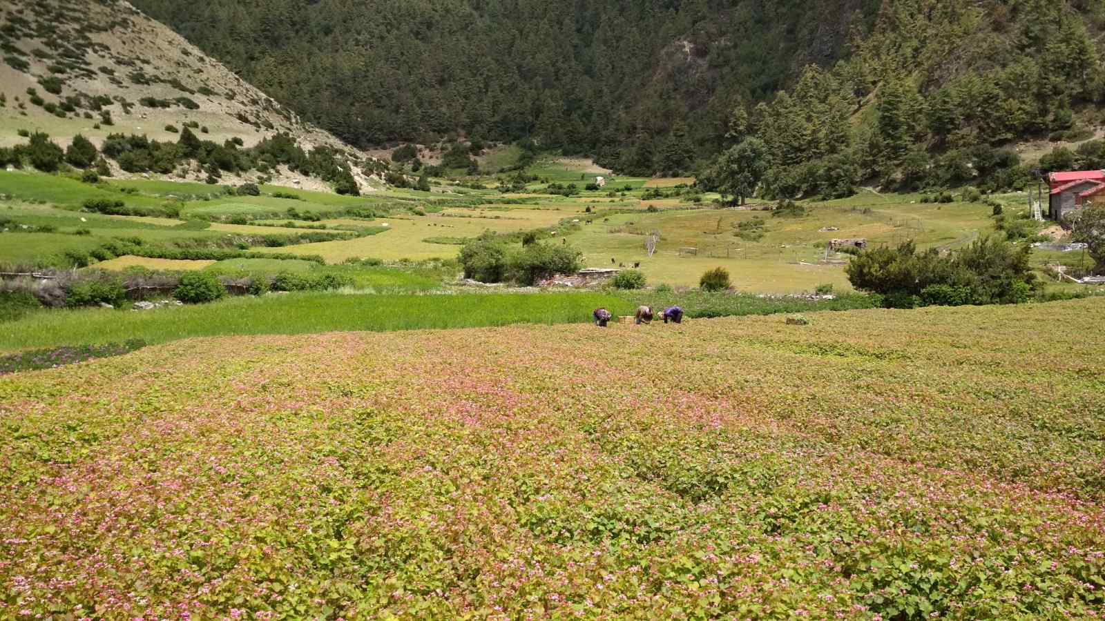 Nar-Phu-Valley-Trek-5